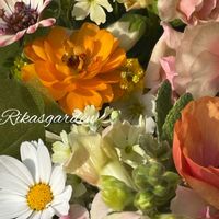 マーガレット,マーガレット,リナリア,リナリア,プリムラ マラコイデスの画像