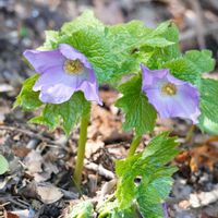 シキミ,シラネアオイ,ミスミソウ,コシノコバイモ,ヤマエンゴサクの画像