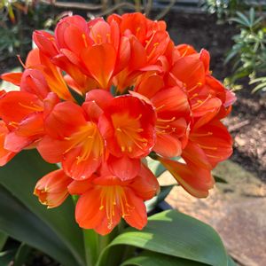 クンシラン,クンシラン,クンシラン,クンシラン,クンシランの画像