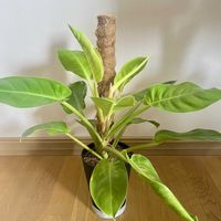 フィロデンドロン,フィロデンドロン インペリアルゴールド,観葉植物,植え替え,ジャングル化計画の画像
