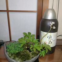 ミニ盆栽,デスクの画像