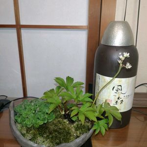 ミニ盆栽,デスクの画像