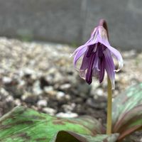 カタクリ,カタクリ,カタクリの花,庭の画像