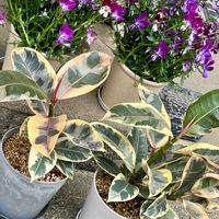 フィカス・ティネケ,フィカス,観葉植物,ゴムの木❇︎の画像