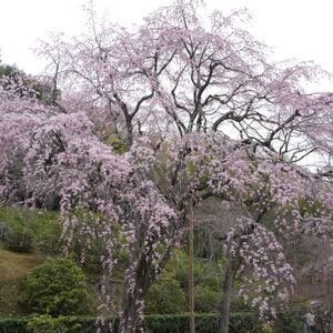 サクラ,しだれ桜,お寺,庭園,緑のある暮らしの画像