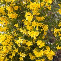 ジャスミン,満開,黄色,庭の画像