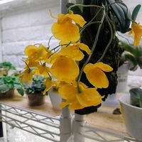 デンドロビウム,観葉植物,洋ラン,着生植物,着生ランの画像