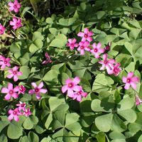 カタバミ,ムラサキカタバミ,イモカタバミ,オオキバナカタバミ,イモカタバミの葉裏の画像