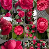 ツバキ,バラ,マーガレット,モミジ,ハナカイドウの画像