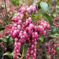 ラッパ水仙,ラッパスイセン,木瓜(ボケ),馬酔木(アセビ）,馬酔木(アセビ）の画像