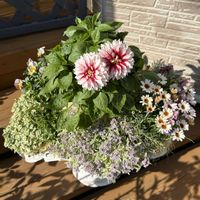 アリッサム,カレックス,シレネ,ミニダリア,お花の画像