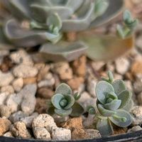 子持ち蓮華,多肉植物,珍奇植物,my succulent,美しい...の画像