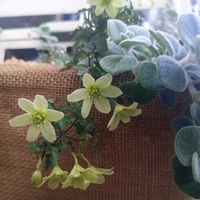 オレガノ ケントビューティー,クレマチス ペトリエイ,オレガノ ロタンダフォーリア,ベランダ植物,オレガノ ミルフィーユリーフの画像