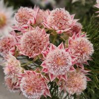 セルリア,セルリア,園芸センターにて,お出かけ先の画像