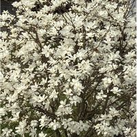 ハクモクレン,白木蓮（はくもくれん）,シンボルツリー,花のある暮らし,記念樹の画像