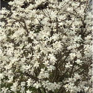 ハクモクレン,白木蓮（はくもくれん）,シンボルツリー,花のある暮らし,記念樹の画像