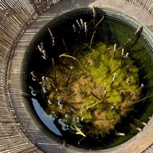 ハス,ロータス,ハス（蓮）,植え替え,ビオトープの画像