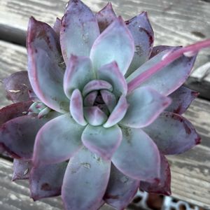 多肉植物,エケベリア属,花芽,成長,記録の画像