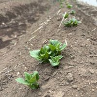 ジャガイモ,ガーデニング,楽しみ〜,今日の一枚,夏野菜の画像