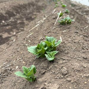 ジャガイモ,ガーデニング,楽しみ〜,今日の一枚,夏野菜の画像