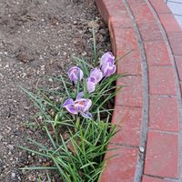 クロッカス,クロッカス,ヒマラヤユキノシタ,ヒマラヤユキノシタ,雪割草の画像