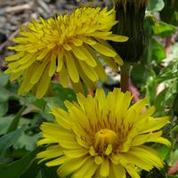 タンポポ,たんぽぽ,イエロー,大好きな花,シルエット❤︎の画像