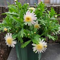 PW マーガレット　バニラボネット,鉢植え,明るい日陰,プランター,ガーデニング初心者の画像