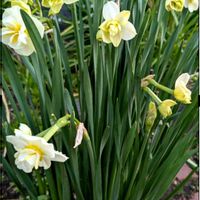 スイセン,エリゲロン,ガーデニング,花のある暮らし,小さな庭の画像