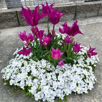 キンセンカ,ナデシコ,葉牡丹,ビオラ,花壇の画像