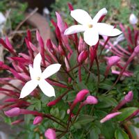 スノーフレーク,ムスカリ,パンジー,ガーデンシクラメン,宿根草の画像