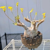 パキポディウム,グラキリス,パキポディウム・グラキリス,花芽,パキポディウム属の画像