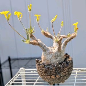 パキポディウム,グラキリス,パキポディウム・グラキリス,花芽,パキポディウム属の画像