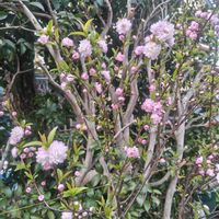 ハナカイドウの画像