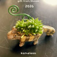 ハオルチア,小人の祭り,多肉植物,多肉寄せ植え,普及種寄せの画像