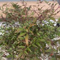 ナンテンの画像