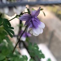 風鈴おだまきの画像