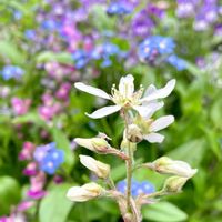 ジューンベリー,ローズマリー,ジューンベリーの花,パンジー　フリルヴィンテージ,ヒューケレラ？の画像