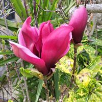 カロライナジャスミン,シモクレン(紫木蓮),シバザクラ（芝桜）,地植え,かわいい花の画像