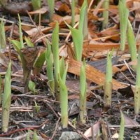 スズラン,スズラン,新芽,Juneの会,秘密の花園♡の画像