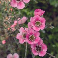 ギョリュウバイ,ギョリュウバイの画像