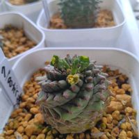 ユーフォルビア・オベサ鉄甲,ユーフォルビアの画像