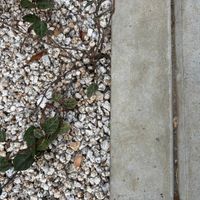 ハツユキカズラの画像