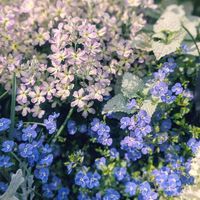 アグロステンマ,ウィンティー,ベロニカ・オックスフォードブルー,庭の画像