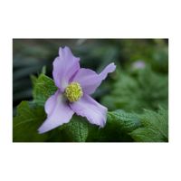 シラネアオイ,山野草,キンポウゲ科,多年草,春のお花の画像