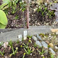 アリウム,クロッカス,ムスカリ,ミニスイセン・サンディスク,北海道の画像