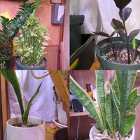 サンスベリア,ダイギンリュウ,zz,ザミオクルカス・レイヴン,サンスベリア・コンパクタの画像