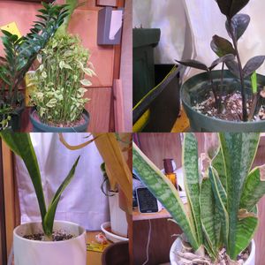 サンスベリア,ダイギンリュウ,zz,ザミオクルカス・レイヴン,サンスベリア・コンパクタの画像