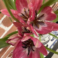 チューリップ,チューリップ,チューリップ,ハボタン　ラブポーション　ブラッシカ,ハボタン　ラブポーション　ブラッシカの画像