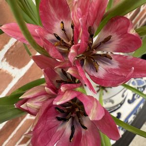 チューリップ,チューリップ,チューリップ,ハボタン　ラブポーション　ブラッシカ,ハボタン　ラブポーション　ブラッシカの画像