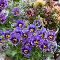 アリッサム,バコパ,かすみ草,ラビット系ビオラ,パンジー シエルブリエの画像